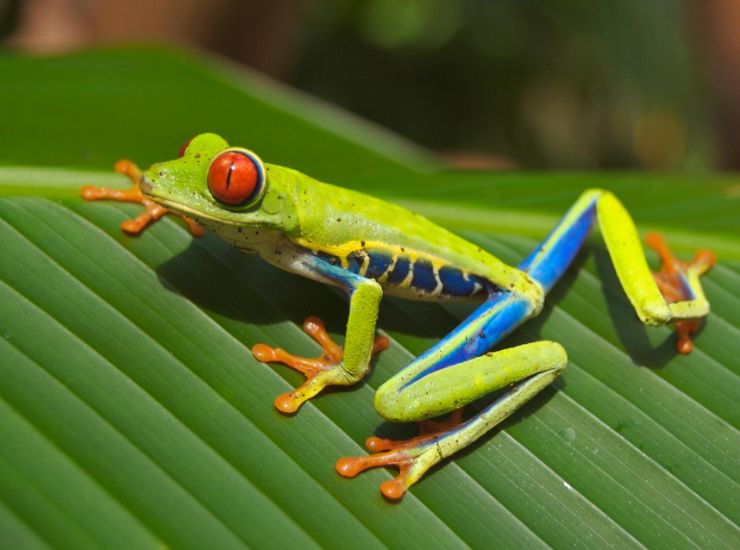 Cumbre de biodiversidad: ¿un paso hacia la paz con la naturaleza o solo buenas intenciones?